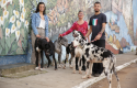 6º CãoMinhada - DOGUES ALEMÃES FS Imagens (188)